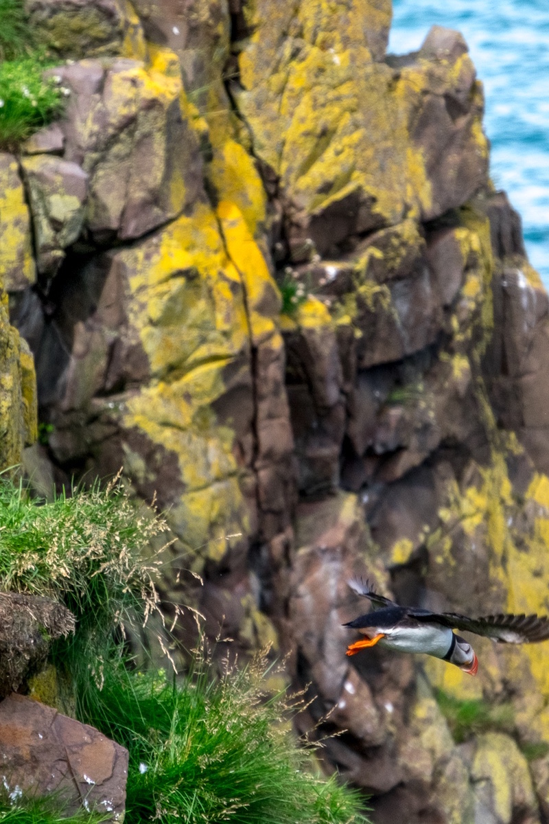 Puffins in Island | © individualicious