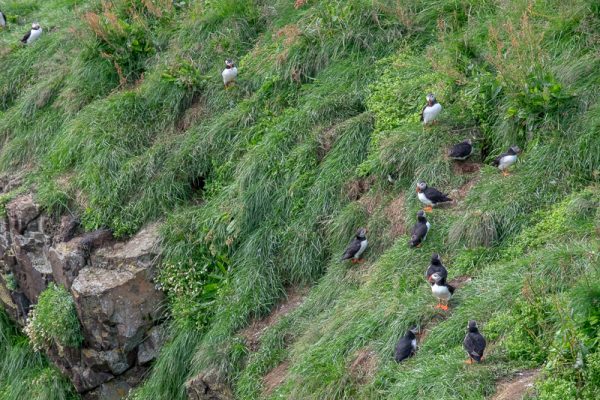 Puffins in Island | © individualicious