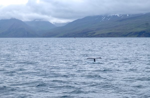Whale Watching Husavik | © individualicious